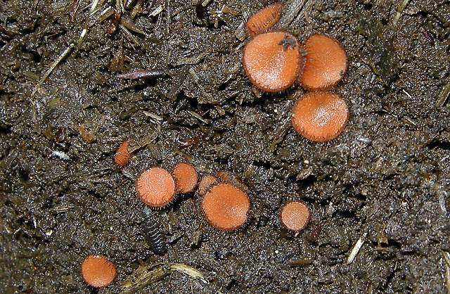 La grande siccita''....ma qui i funghi spuntano lo stesso !